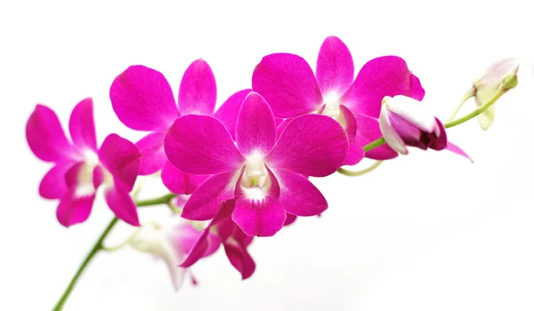 Schöne Orchideenblume isoliert auf weiß — Stockfoto