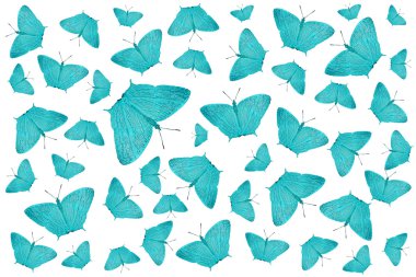 egzotik ipten kelebek doğa arka plan olarak