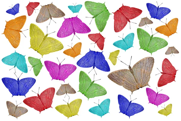 Mariposa de color exótico como fondo de la naturaleza — Foto de Stock