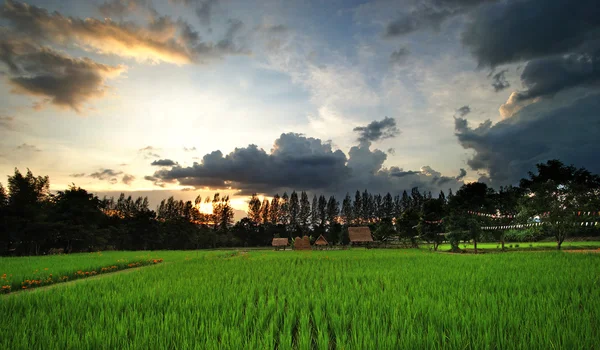 Rice in paddy field — Stock Photo, Image