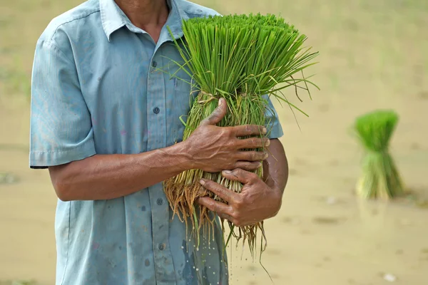 Pirinç bir çiftçi fidan eller — Stok fotoğraf