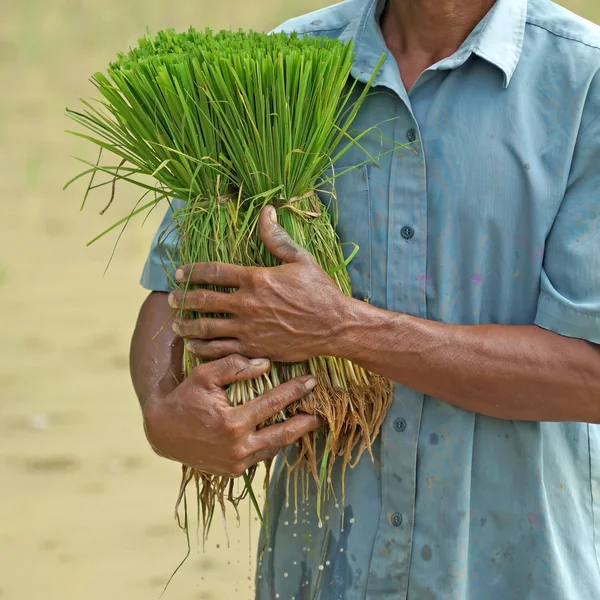 Plántulas de arroz en manos de un agricultor — Foto de Stock