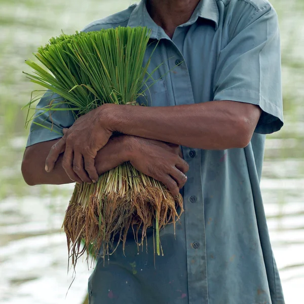 Plántulas de arroz en manos de un agricultor — Foto de Stock