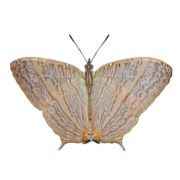 Mariposa de color exótico aislado en blanco — Foto de Stock