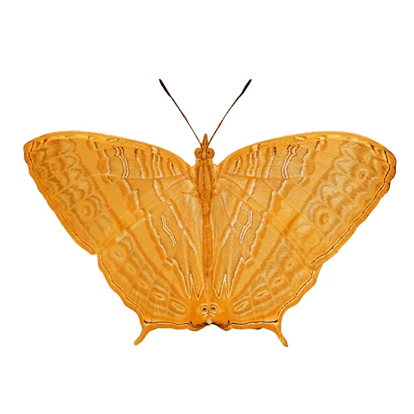 Бабочка экзотического цвета, изолированная на белом — стоковое фото