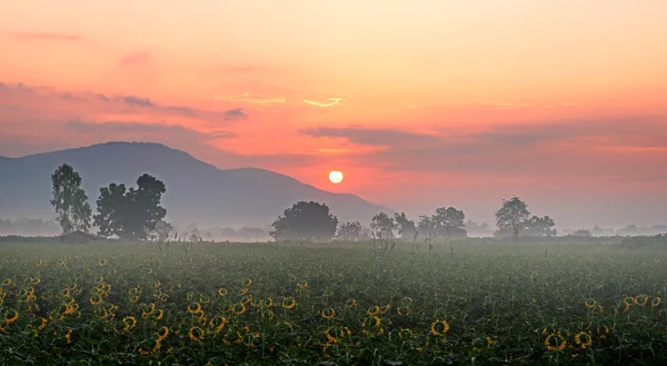 Zonsopgang boven de bergen en zonnebloem veld — Stockfoto