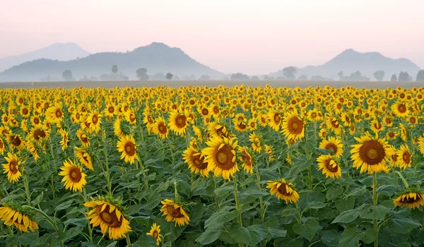 Champ de tournesol sur beau fond de ciel — Photo