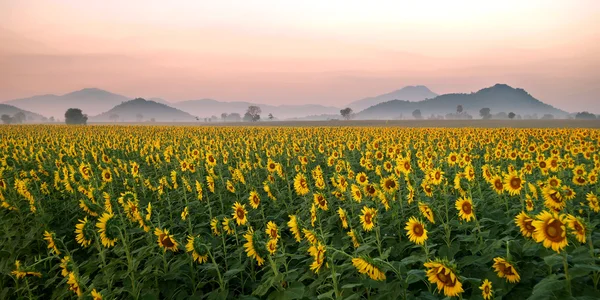 Champ de tournesol sur beau fond de ciel — Photo