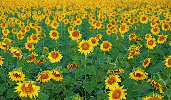 Blomstrende solsikke i marken - Stock-foto