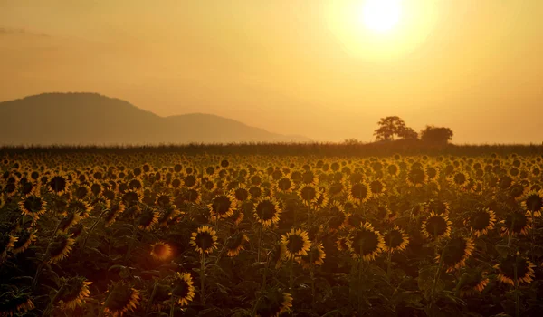 Lever de soleil sur la montagne et le champ de tournesol — Photo