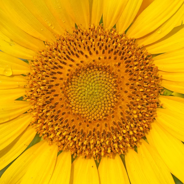 Primer plano del girasol en flor — Foto de Stock