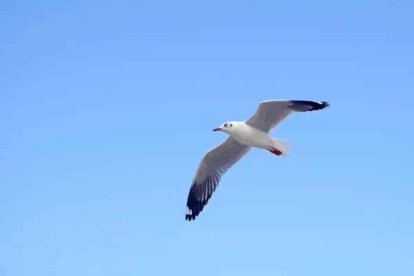 Ave gaviota voladora —  Fotos de Stock