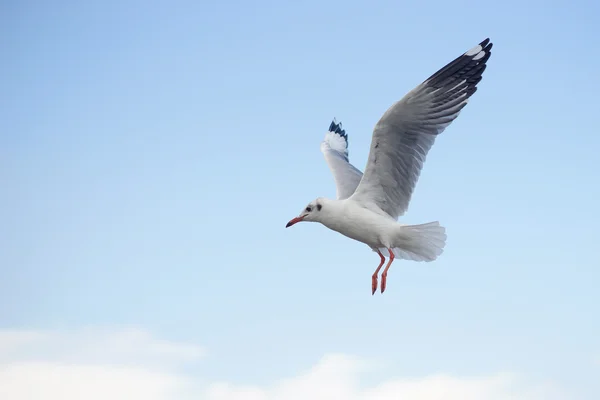 Flyvende havmåge - Stock-foto