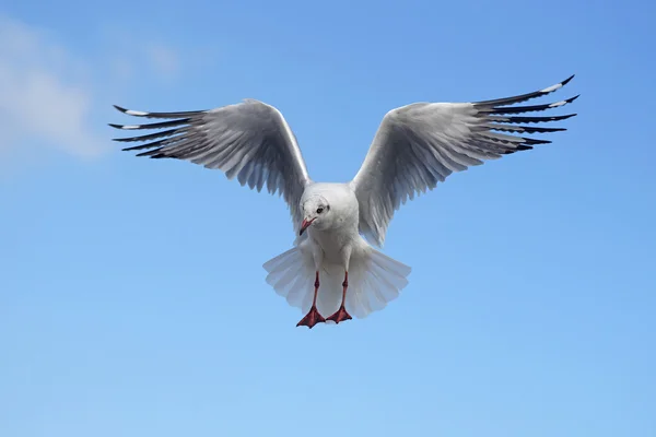 Летячая чайка — стоковое фото