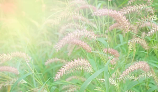 Setaceum pennisetum capim — Fotografia de Stock