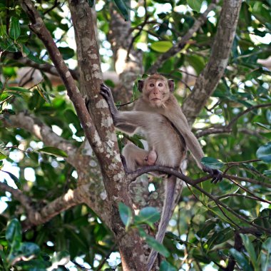 Ağaçtaki maymun