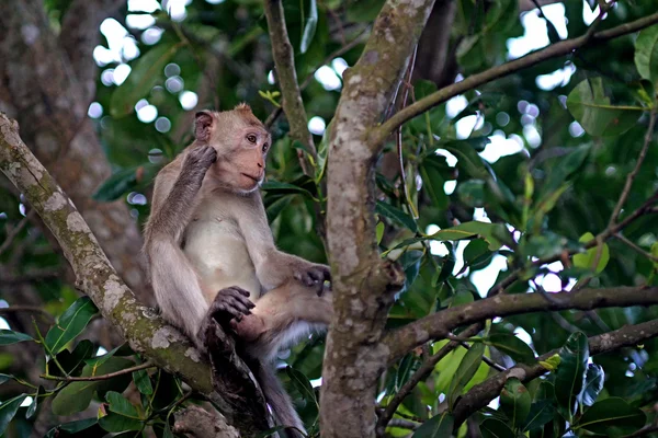 Scimmia sull'albero — Foto Stock