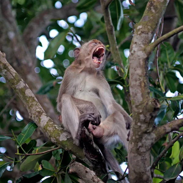 Monkey on the tree — Stock Photo, Image