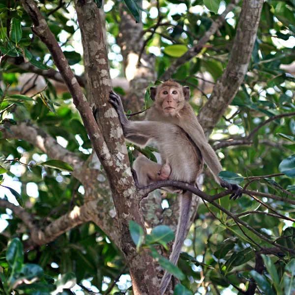 Mono en el árbol — Foto de Stock