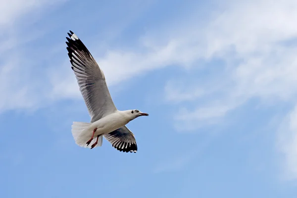 Vliegende zeemeeuw vogel — Stockfoto