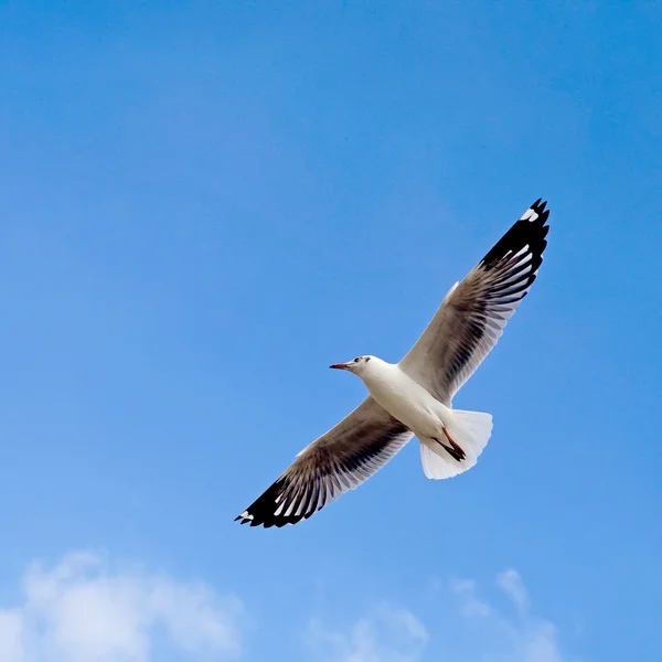 Uccello gabbiano volante — Foto Stock