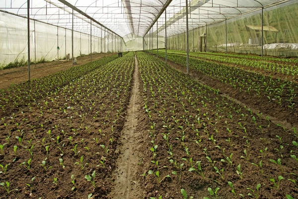 Bio-Salat Pakchoi in kultiviertem Gewächshaus — Stockfoto