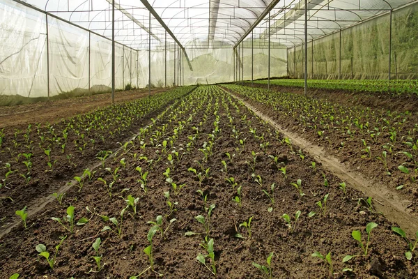 Органический салат Пакчой в выращиваемой теплице — стоковое фото