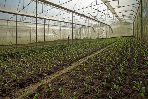 Ekologisk sallad pakchoi i växthus odlade — Stockfoto