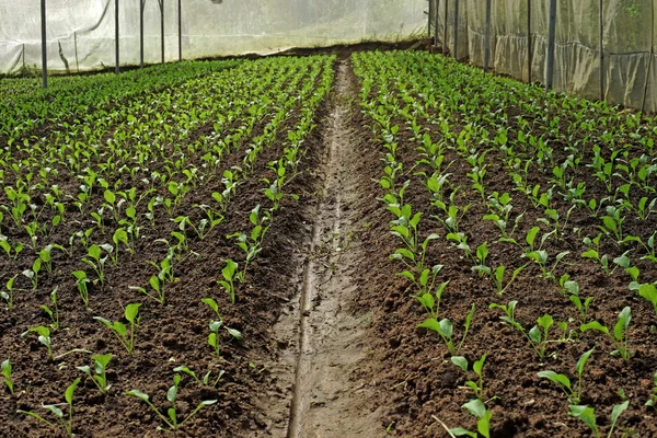 Bio-Salat Pakchoi in kultiviertem Gewächshaus — Stockfoto