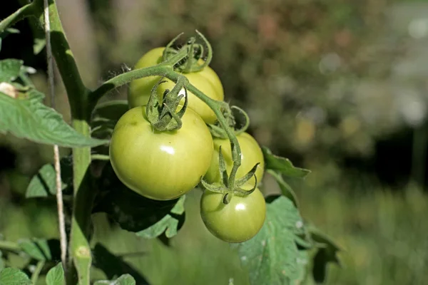 Frische Tomaten auf Baumpflanze — Stockfoto