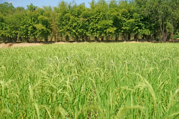 Paddy rice in field — Stock Photo, Image