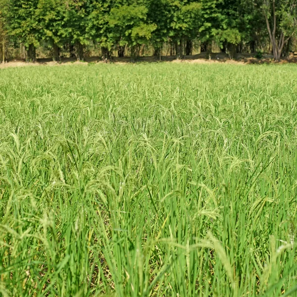 Arroz paddy no campo — Fotografia de Stock