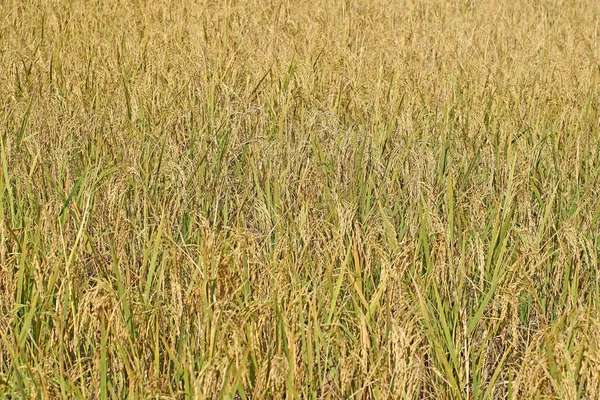 Arroz paddy no campo — Fotografia de Stock