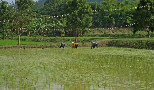 Farmers planting rice — Stock Photo, Image