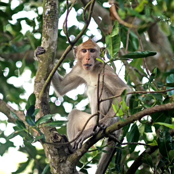 Monkey on the tree — Stock Photo, Image