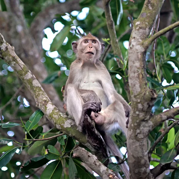 Affe auf dem Baum — Stockfoto