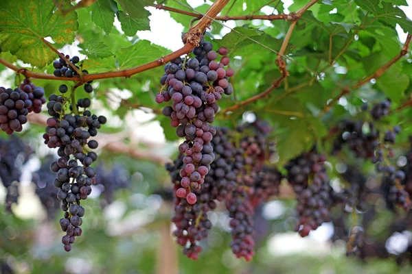 Cosecha de uvas en viñedo — Foto de Stock