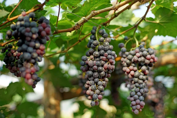 Récolte de raisins dans le vignoble — Photo