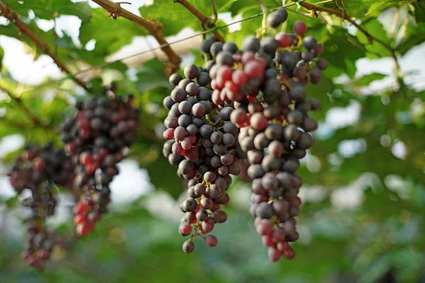 Cosecha de uvas en viñedo — Foto de Stock