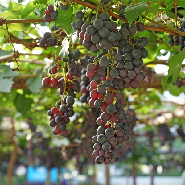 Cosecha de uvas en viñedo — Foto de Stock