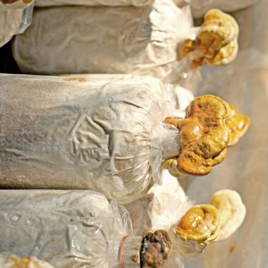 Reishi mantar, ganoderma Lucidium kreş çanta içinde