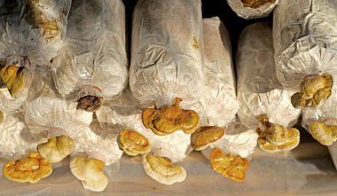 Reishi mantar, ganoderma Lucidium kreş çanta içinde