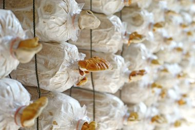 Reishi mantar, ganoderma Lucidium kreş çanta içinde