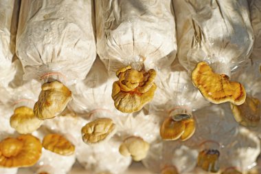 lingzhi mushroom, ganoderma lucidum in nursery bag clipart