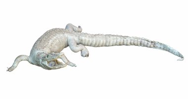 beyaz arkaplanda izole timsah