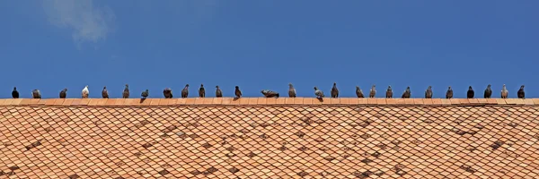 Taubengruppe auf Dach — Stockfoto