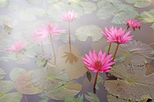 池の蓮の花 — ストック写真