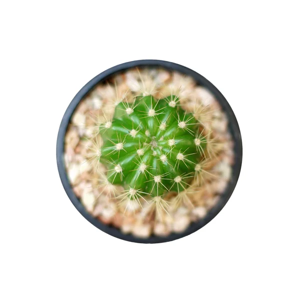 Primer plano del hermoso cactus aislado en blanco — Foto de Stock