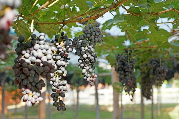 Récolte de raisins dans le vignoble — Photo