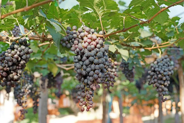 Récolte de raisins dans le vignoble — Photo